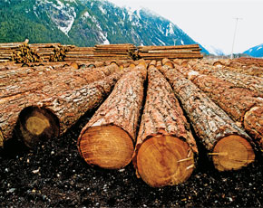 timber log